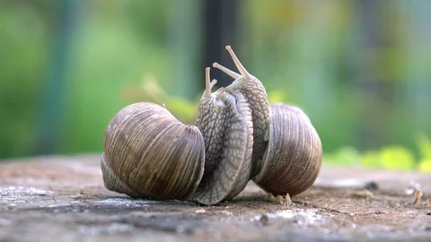 Video of snails love in 4K Video stock 76257746