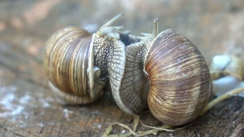 Video of snails love in 4K Stock Footage 80676530
