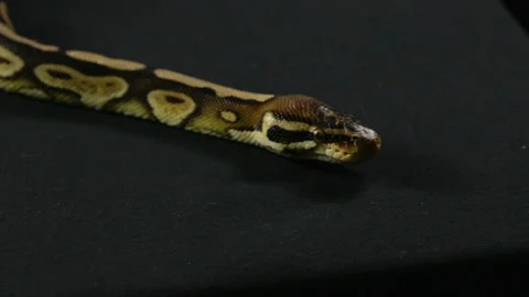 Video of snake - ball python Stock Footage 90337913
