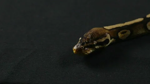 Video of snake - ball python with tongue Vidéo 88679110