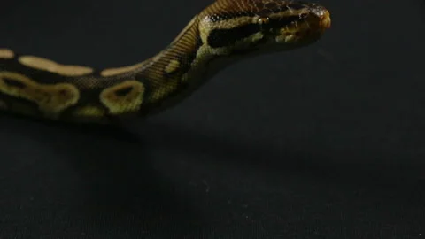 Video of snake - looking ball python Video stock 90338013