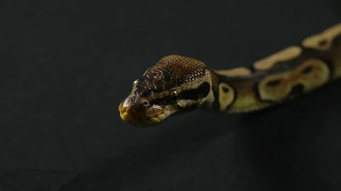 Video of snake - looking royal ball python Stock-Footage 90338162
