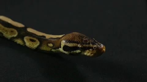 Video of snake - looking royal python Stock-Footage 88659187