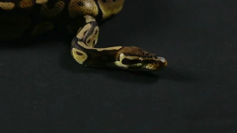 Video of snake - royal python Stock-Footage 88658426