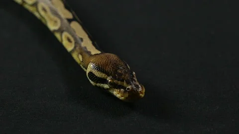 Video of snake - royal python with tongue Vidéo 88659573