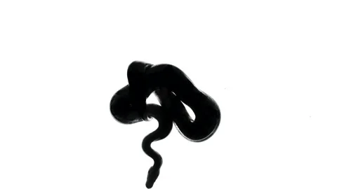 Video of snake silhouette, camera from bottom Stock Footage 154784915