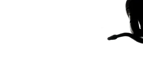 Video of snake silhouette right of screen, camera from bottom Stock-Footage 155181546