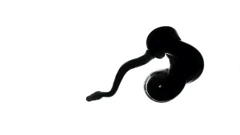 Video of snake silhouette on white background Stock-Footage 155182591