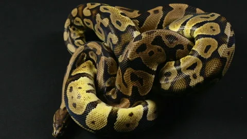 Video of snakes - two ball pythons Stock-Footage 88670262