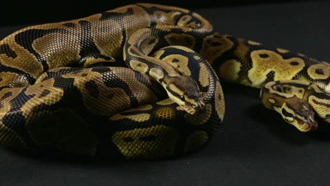 Video of snakes - two crawling pythons Stock-Footage 88671770