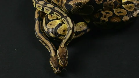 Video of snakes - two royal pythons Stock Footage 88670754