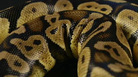Video of snakeskin - crawling python Stock Footage 88670028