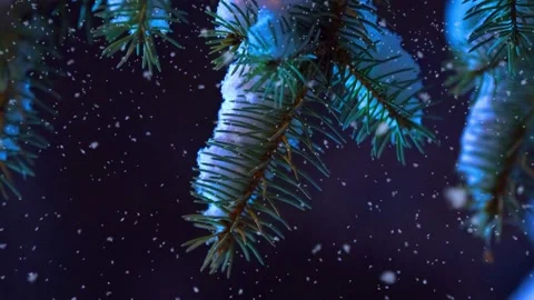Video snow falling at the fir trees branches. Snow falls from pine tree branch Stock Footage 170903522