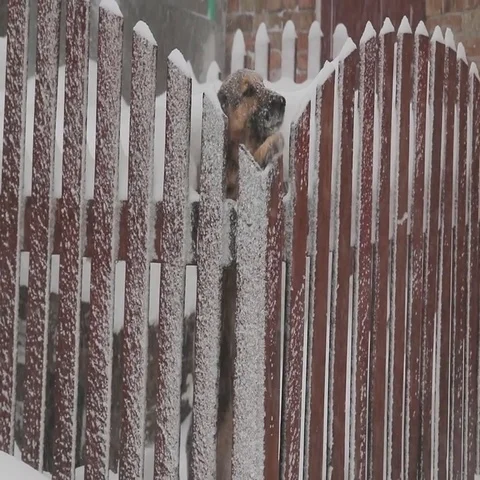 Video of a snow storm in Ukraine Stock Footage 69507352