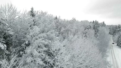 Video of snow trees from above from the throne Stock Footage 169619613