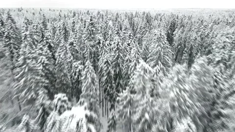 Video of snow trees from above from the throne Stock Footage 169619644