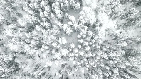 Video of snow trees from above from the throne Stock Footage 169619682