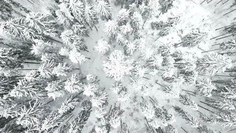Video of snow trees from above from the throne Stock Footage 169619783