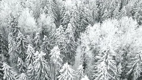Video of snow trees from above from the throne Stock Footage 169619807