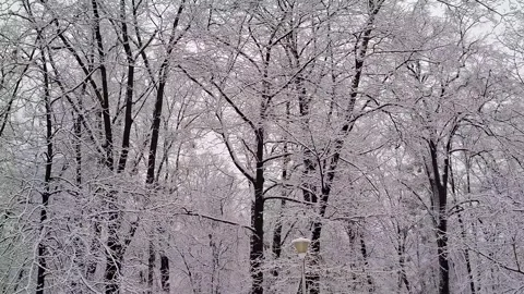 Video with snowy trees. Winter landscape in Romania Stock Footage 325962034
