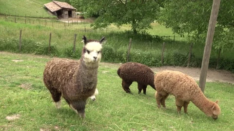 Video of some alpacas grazing grass on an outdoor farm Stock-Footage 163511403