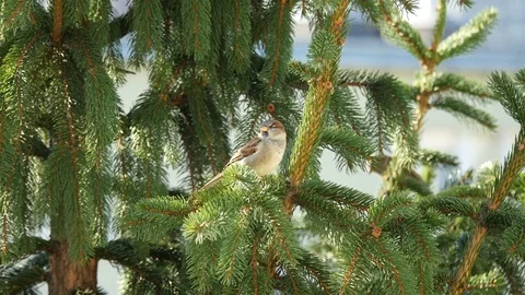 Video of sparrow on the branch in 4K Stock Footage 78382162