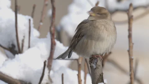 Video of a sparrow in winter Stock Footage 325777860