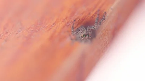 A video of a spider posing in extreme macro close-up Stock Footage 250932951