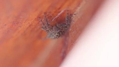 A video of a spider posing in extreme macro close-up Stock Footage 250933755