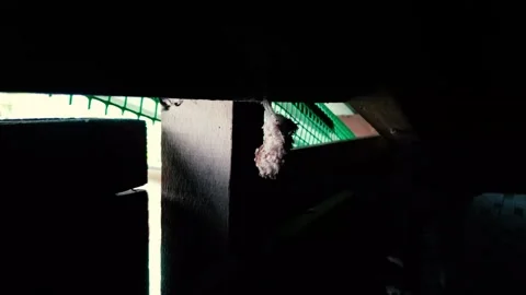 Video of a spider's web in the wind Video stock 277445127