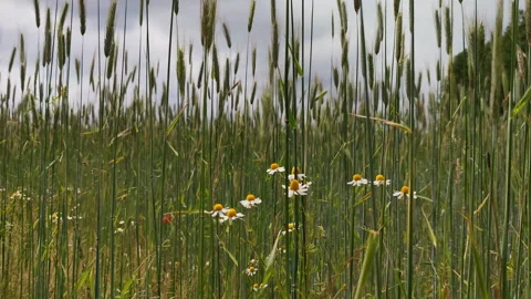Video of spikelets of wheat with grain shakes wind. Agricultural business con Stock Footage 133081545