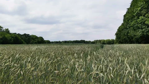 Video of spikelets of wheat with grain shakes wind. Agricultural business con Stock Footage 133083210