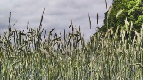 Video of spikelets of wheat with grain shakes wind. Agricultural business con Stock Footage 133083900
