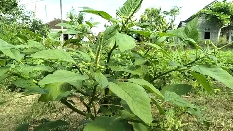 Video of Spinach Plants, full color. Stock Footage 242786323