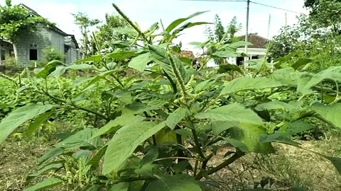 Video of Spinach Plants, full color. Stock Footage 242859865