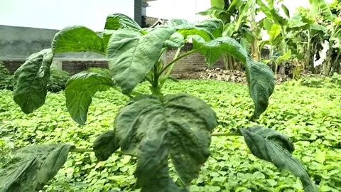 Video of Spinach Plants, full color. Stock Footage 242860338
