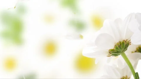 .Video of spring daisies with petals flying Stockbeeldmateriaal 63763974