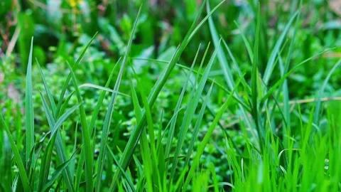 Video of spring lush bright green grass with long leaves swaying in the win.. Stock Footage 311161663