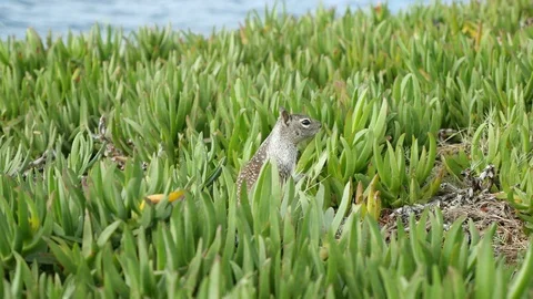 Video of squirrel in 4K Stock Footage 86185556