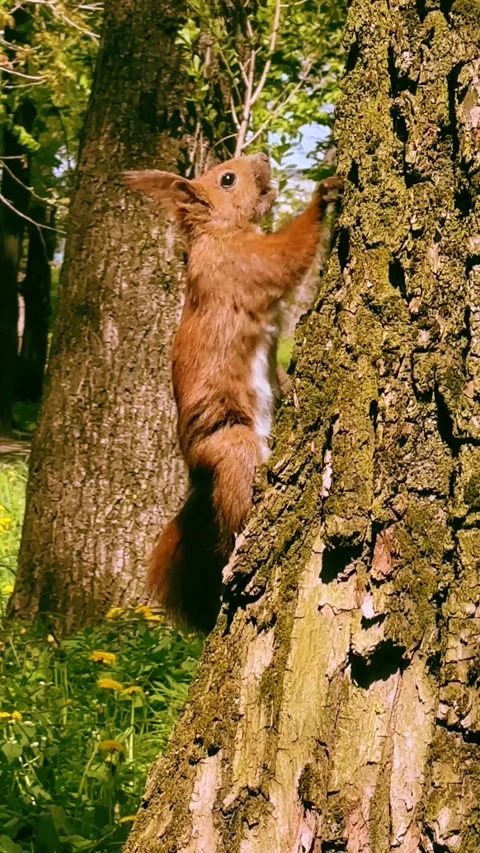 Video with a squirrel eating and climbing a tree Stock Footage 317315701