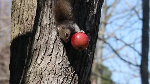 Video of a Squirrel Eating Apple Stock Footage 178983149