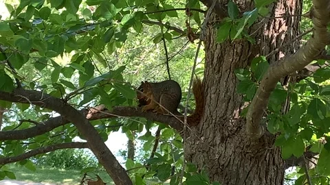Video of a Squirrel eating in a tree Stock Footage 249610287