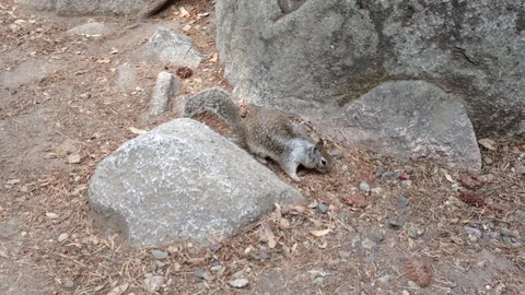 Video of a squirrel Stock Footage 93542874