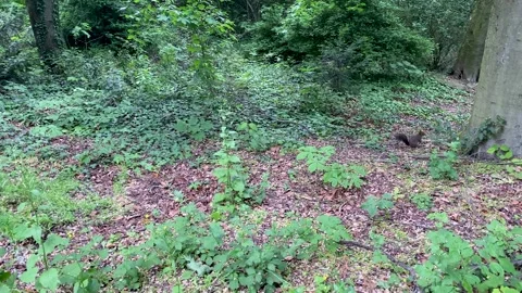 Video of a Squirrel running in the forest Stock Footage 246148532
