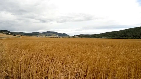 Video of a straw field Stock Footage 79463430