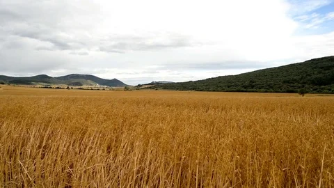 Video of a straw field Stock Footage 79463526