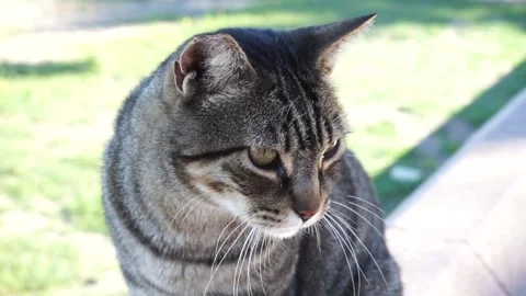 Video of a stray cat in a garden Stock Footage 236026920