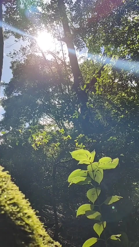Video of sun rays in the forest Stock Footage 267788879