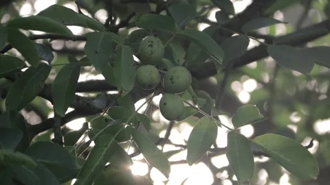 Video of sun rays through a tree during a misty day Stock Footage 166305073