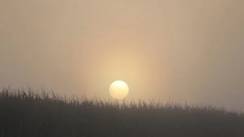 Video of the sun rising behind a cornfield during a misty morning Vídeos de archivo 166305125